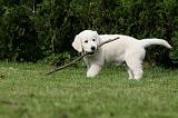 GOLDEN RETRIEVER 961
